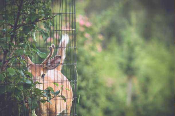 Effective Deer Protection Strategies