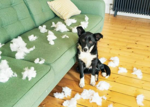 Effective Dog Deterrents