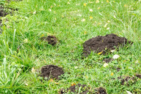 Effective Mole Control