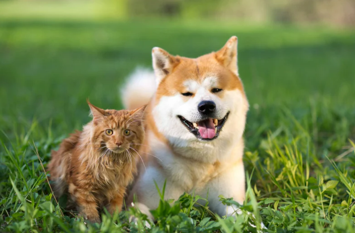 Effective Pet Deterrent Strategies