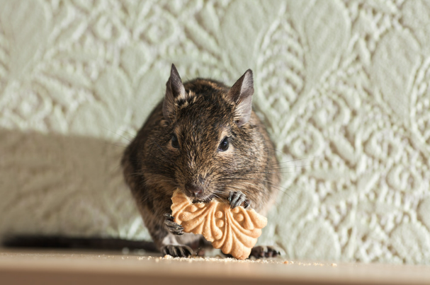Effective Rodent Control