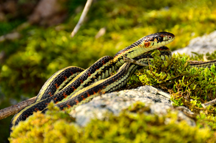 Effective Snake Out Repellent Solutions