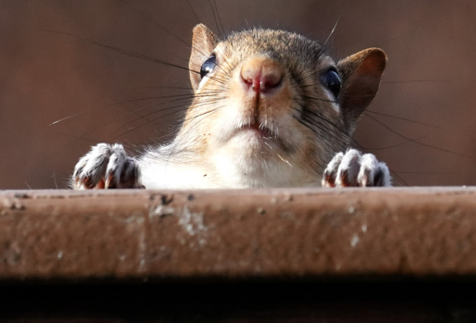 Effective Squirrel Deterrent Spray