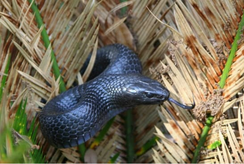 Effectively Eliminate Snakes Naturally