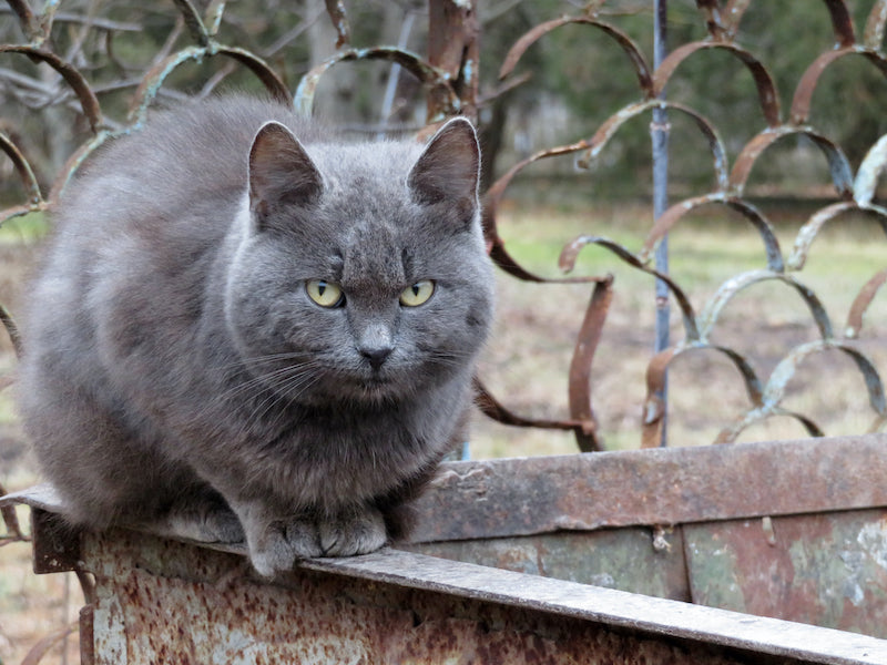 Feral Cats vs. Stray Cats