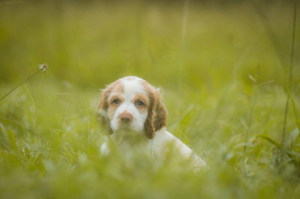 Dog deterrent clearance for plants