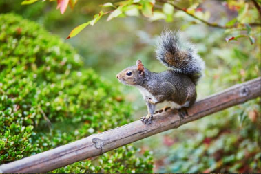 Garden Protection Against Squirrels