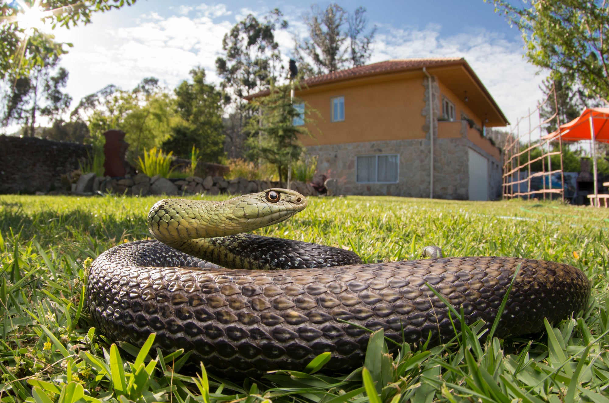 Get rid of snakes in the house