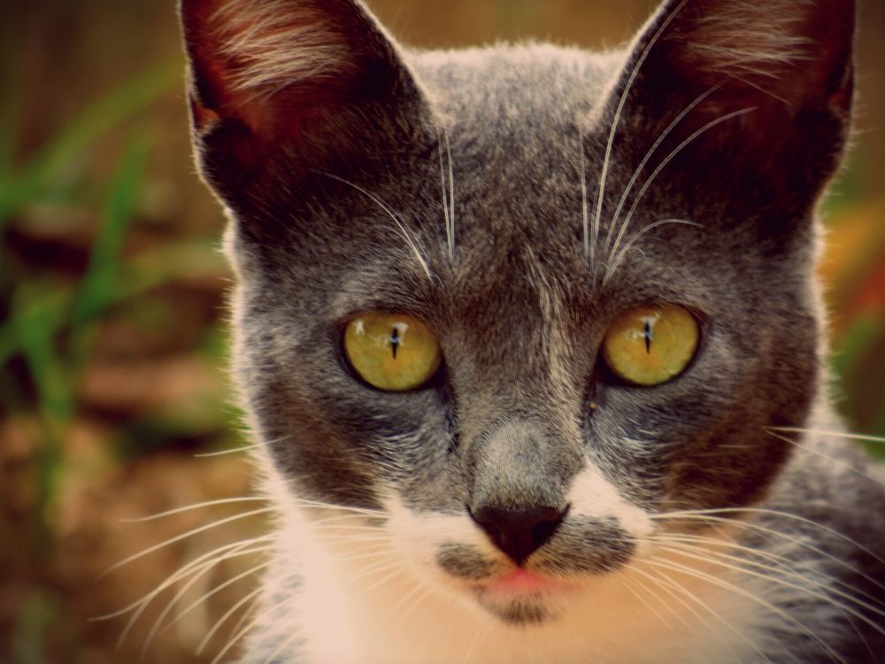 Effective home remedies to keep cats away