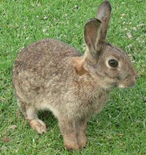 Homemade Rabbit Repellent﻿