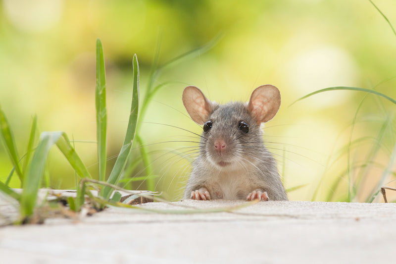 Homemade rodent deterrent spray