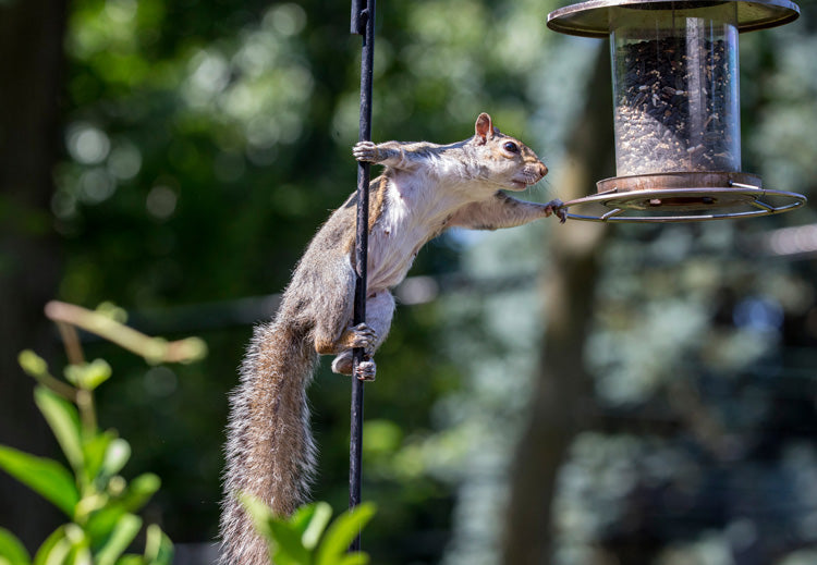 How to use squirrel repellent spray for bird feeders