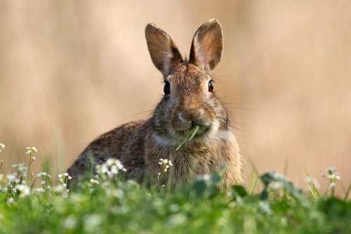 How do you use blood meal rabbit repellent?