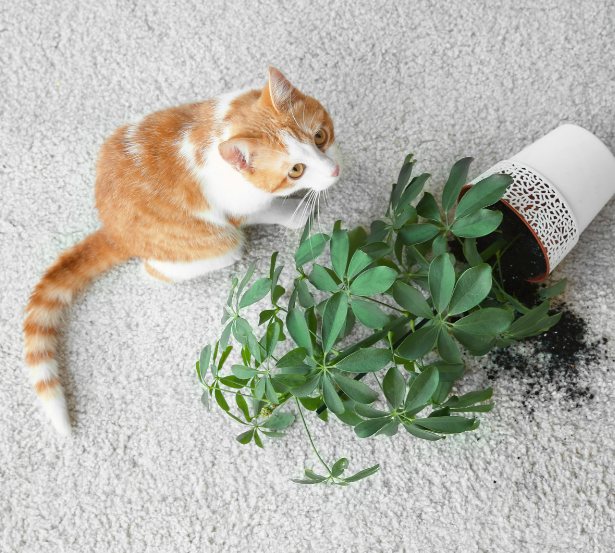 How to Keep Cats Out of Indoor Plants - Nature's MACE