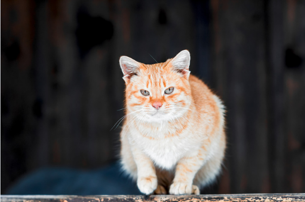 How to Keep Cats Out of Your Shed