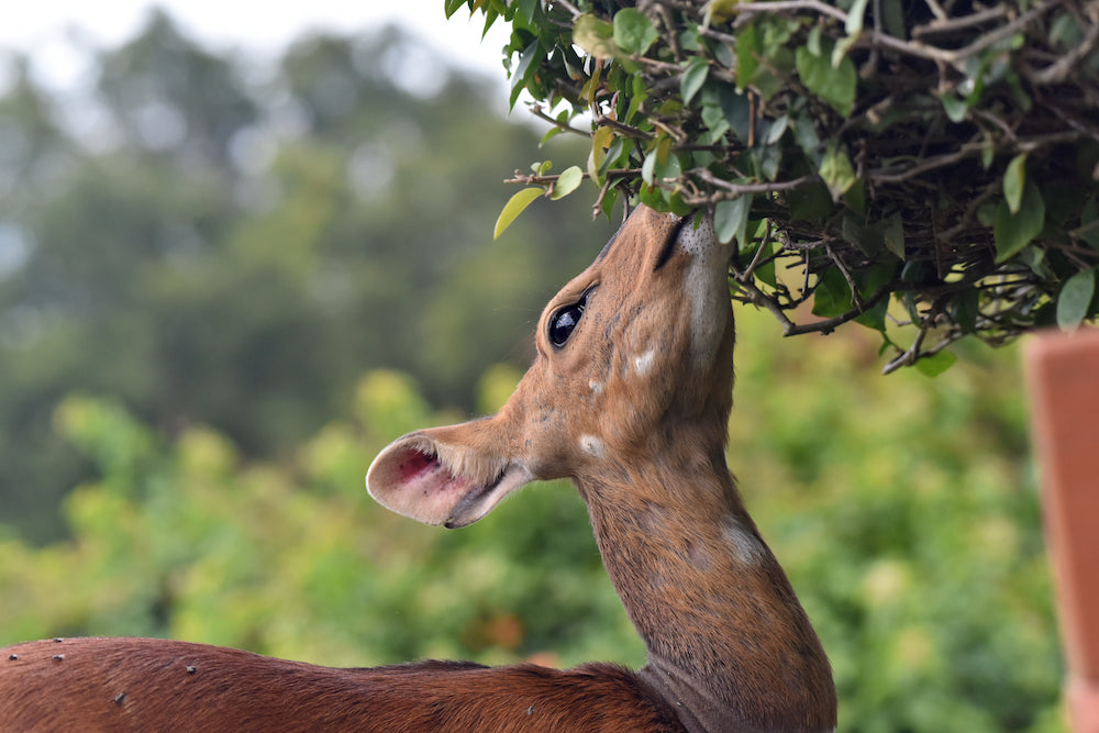 How to keep deer away from trees?