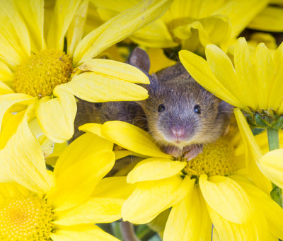 How to keep mice out of the garden?