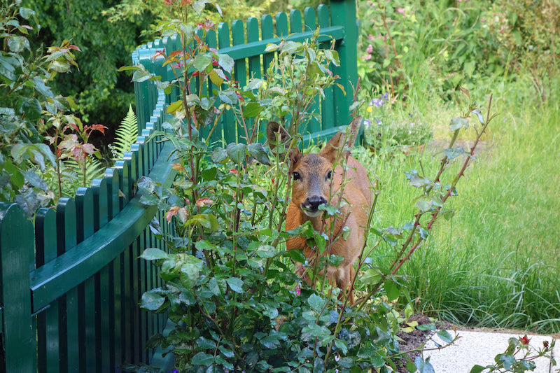 Insights on the best deer repellent