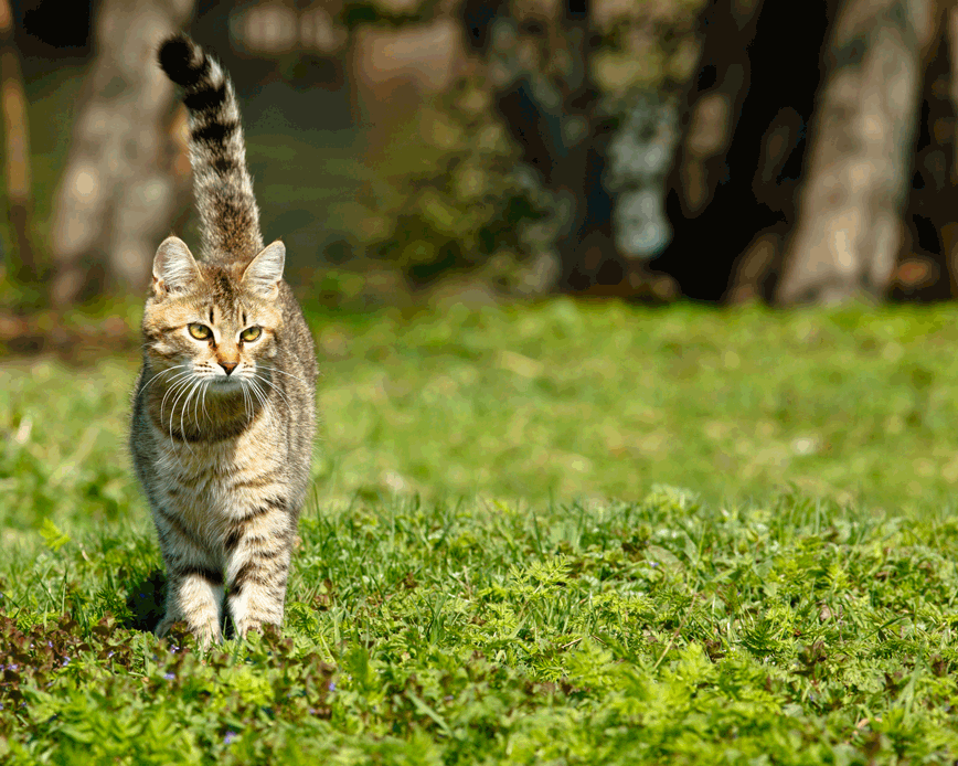 DIY cat fence on a budget