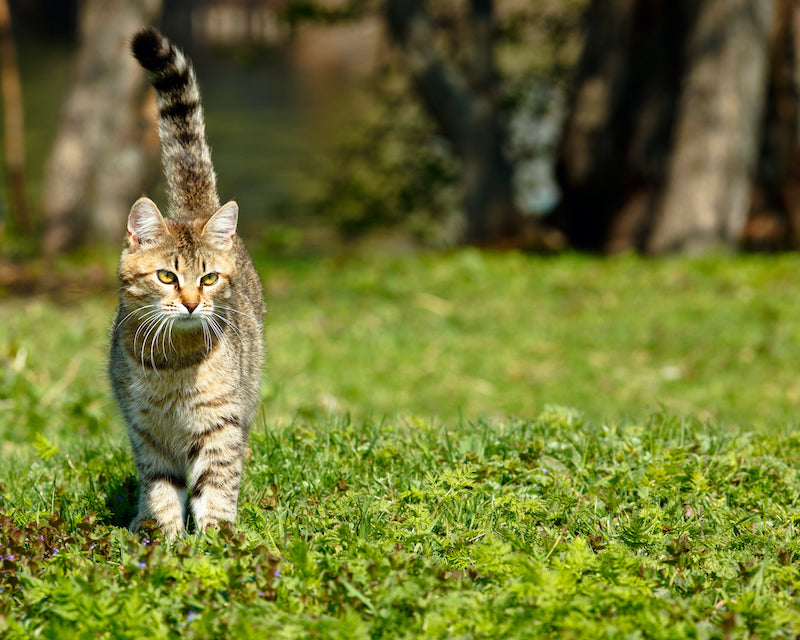 Is Cat Feces Toxic to Humans