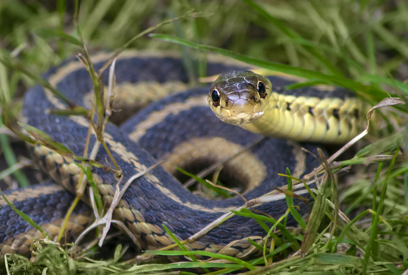 Is Nature’s Mace snake repellent worth it?