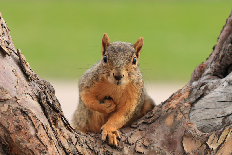 Is a squirrel in my attic