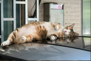Keep Cats Away from Your Car