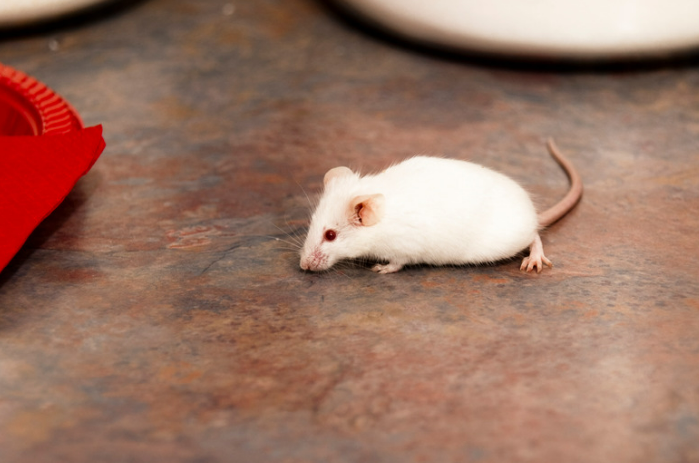 Keep Mice Away