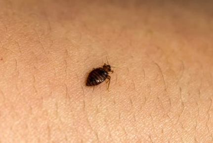 METHODS THAT KILL BED BUGS FAST