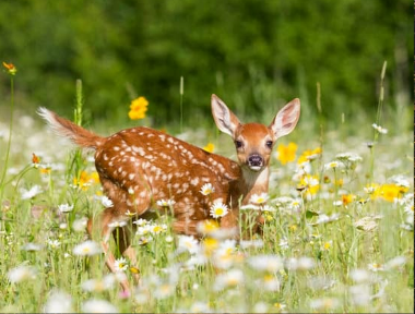 Mastering Deer Control