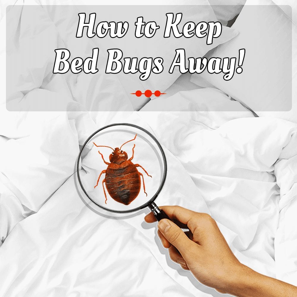 HOW TO KEEP BED BUGS AWAY