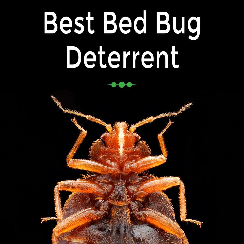 Best Bed Bug Deterrent