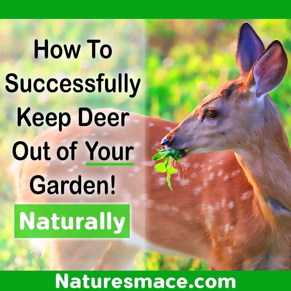 Deer Proofing a Garden or Yard
