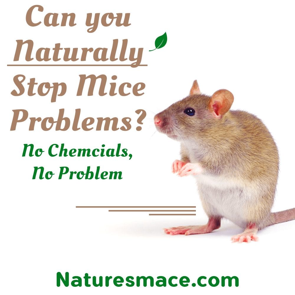Stop Mice Problems
