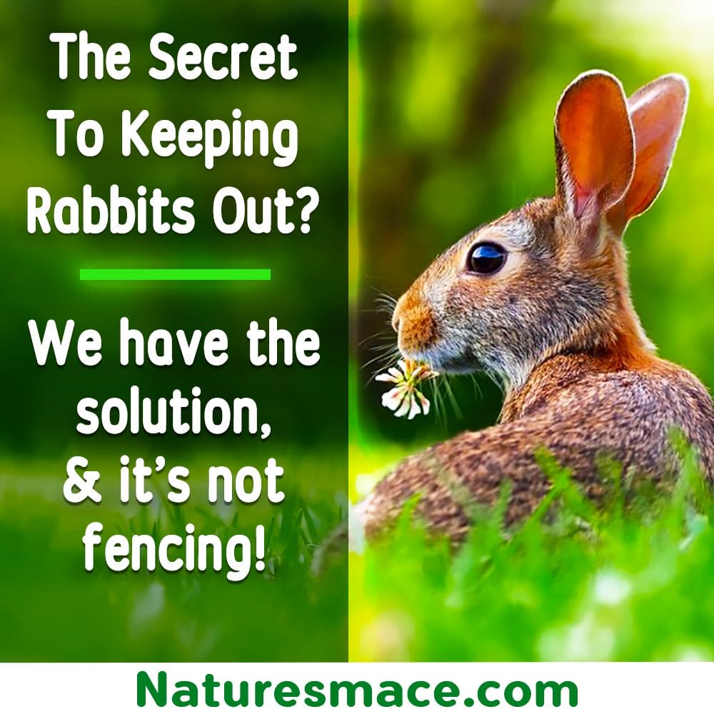 Natural Rabbit Deterrent for Garden