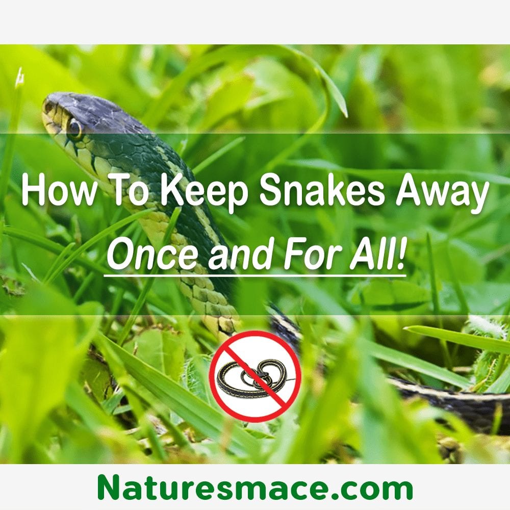 How to Stop Snake Problems