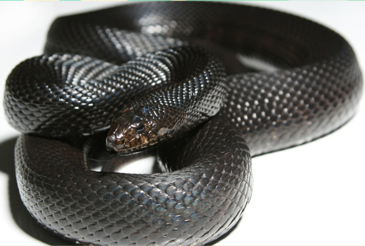 Natural Snake Deterrents
