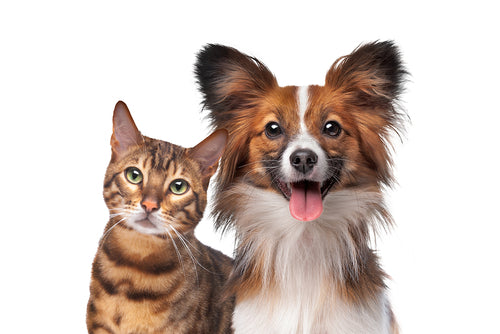 Pet repellent ideas for your home and furniture