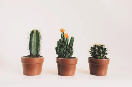 9 prickly plants that repel cats