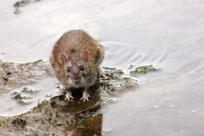 Rat Deterrent for Outdoor Spaces