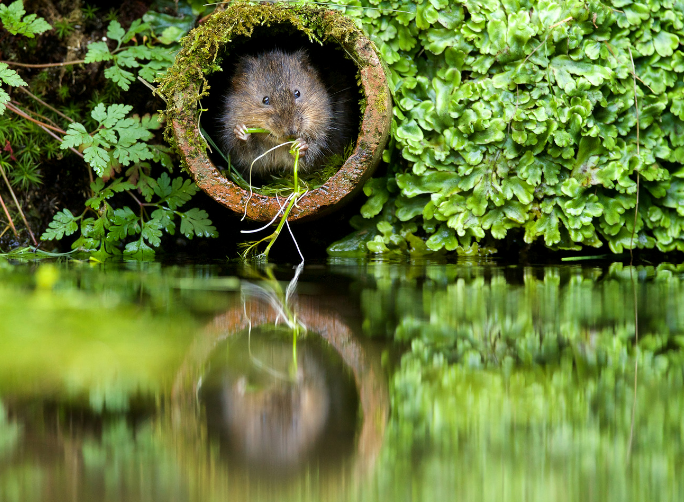 Repel Voles Naturally