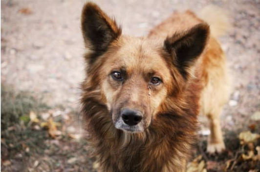 SHOULD YOU FEED A STRAY DOG OR CAT