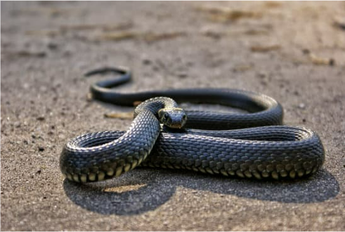 Plants that Repel Snakes Naturally