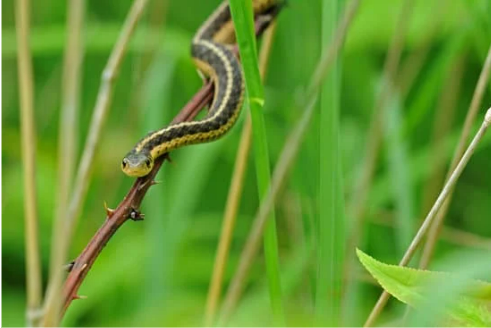 Does Pine Sol Repel Snakes? 