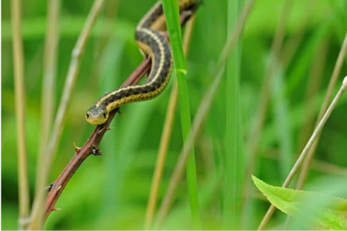 Does Pine Sol Repel Snakes?