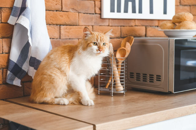 Counter Deterrent for Cats: Comprehensive Natural Solutions for a Cat-Free Counter