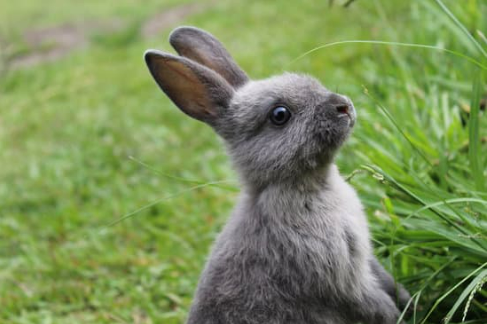 Rabbit-Proof Garden: Your Ultimate Guide to Protecting Your Yard