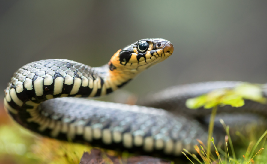 Home Remedies to Keep Snakes Away - Nature's MACE
