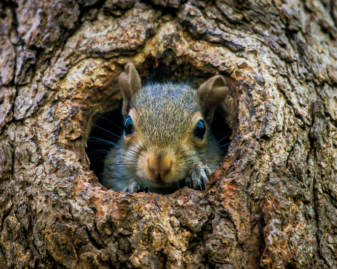 Getting Rid of Squirrels in Your Yard: The Ultimate Natural Solutions Guide