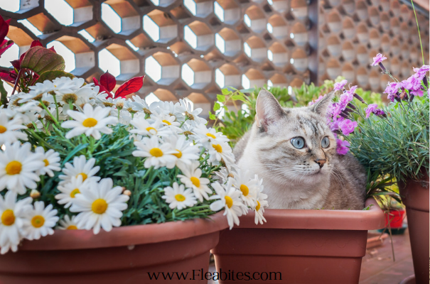 Keep Cats Out of Potted Plants